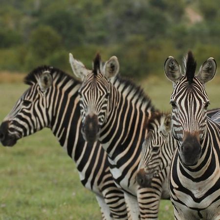 Idube Game Reserve Sabi Sand Game Reserve Εξωτερικό φωτογραφία