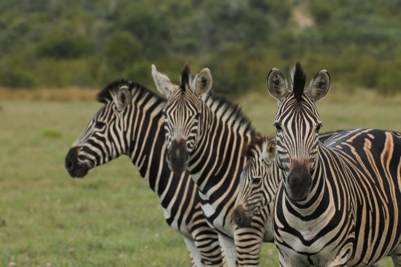 Idube Game Reserve Sabi Sand Game Reserve Εξωτερικό φωτογραφία